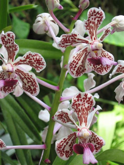 Vanda Orchid Indoor Care