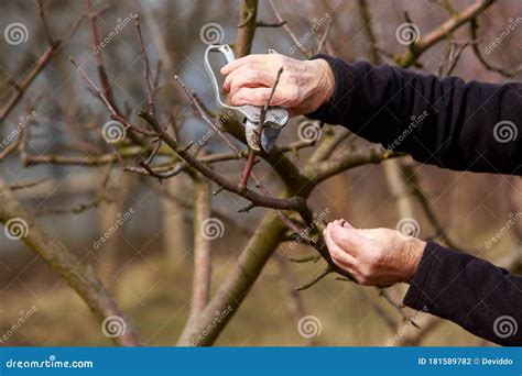 Spring pruning fruit tree stock photo. Image of gardener - 181589782