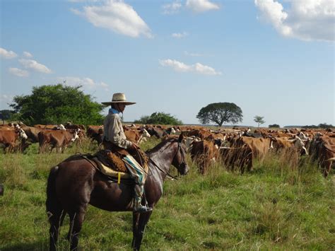 Free Images : landscape, cattle, herd, pasture, ranch, cows, mare ...