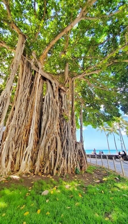 Waikiki banyan tree 🌴 Easy spot to see an Oahu banyan tree in Waikiki ...