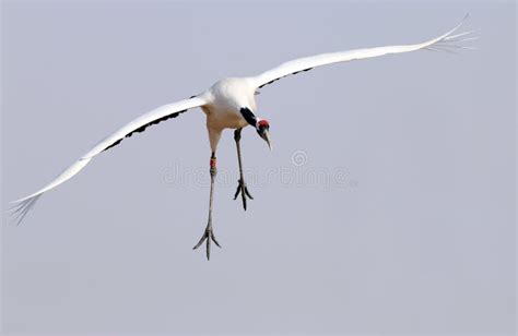 Flying the Red-crowned Crane Bird Stock Image - Image of birds, fields ...