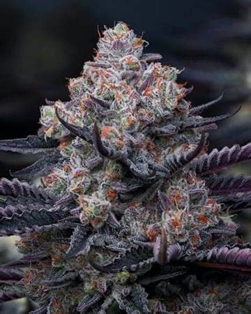 Platinum Kush Seeds | Platinum Seeds Growers Choice Seeds