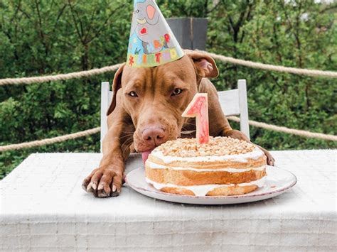 Premium Photo | Cute dog eating birthday cake