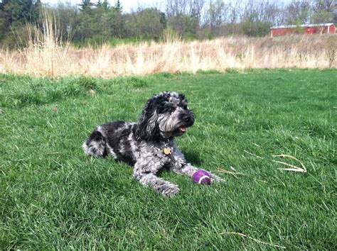 Zeke, blue merle cockapoo, at the park! Blue Merle, Cutest Animals ...