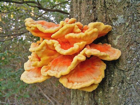 20 Fresh CHICKEN of the WOODS Laetiporus sulphureus Mushroom | Etsy