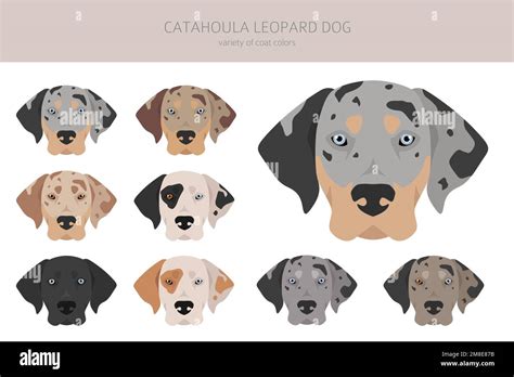 Merle catahoula leopard dog Stock Vector Images - Alamy