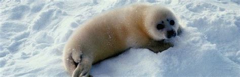 Seal Hunting - Seal Facts and Information