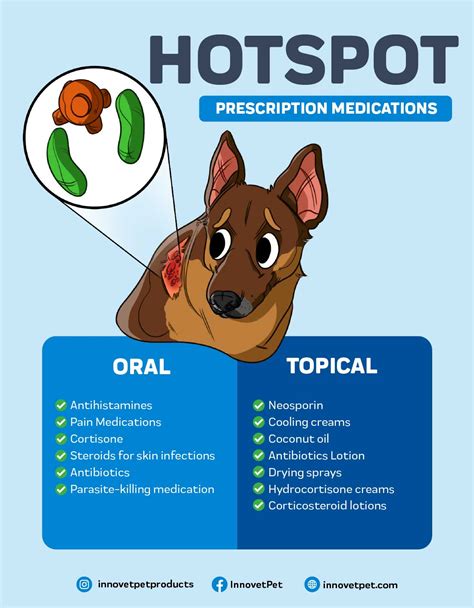 Hot Spots On Dogs: What To Look For And How To Treat Them – Innovet Pet