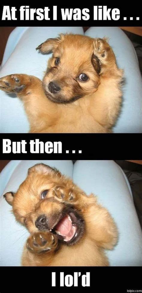 funny dog pictures with sayings - Bing Images | Funny dog pictures, Funny animals, Animal jokes