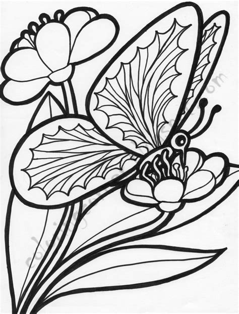 Butterfly Coloring Pages