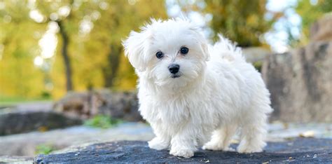 Maltese Breeders Australia | Maltese Info & puppies