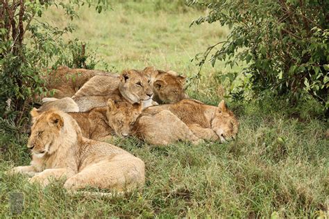 My Dreams...: Masai Mara National Park Wild Animals...