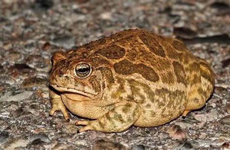 Toad - Description, Habitat, Image, Diet, and Interesting Facts