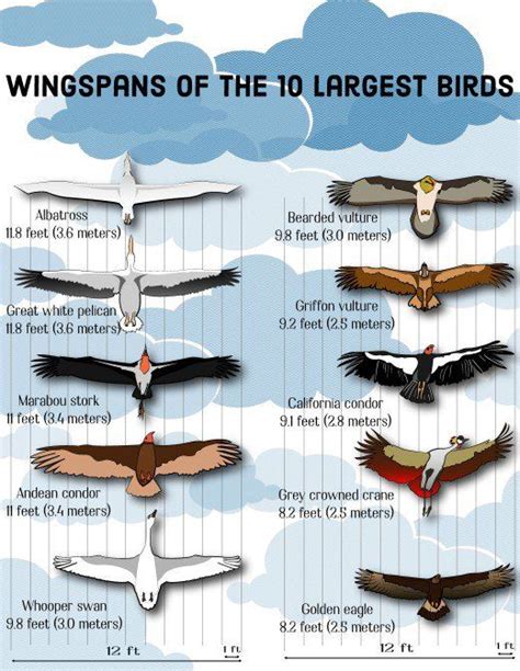 Top 10 Largest Birds on Earth | Wingspans | Birds, Bird facts, Pet birds