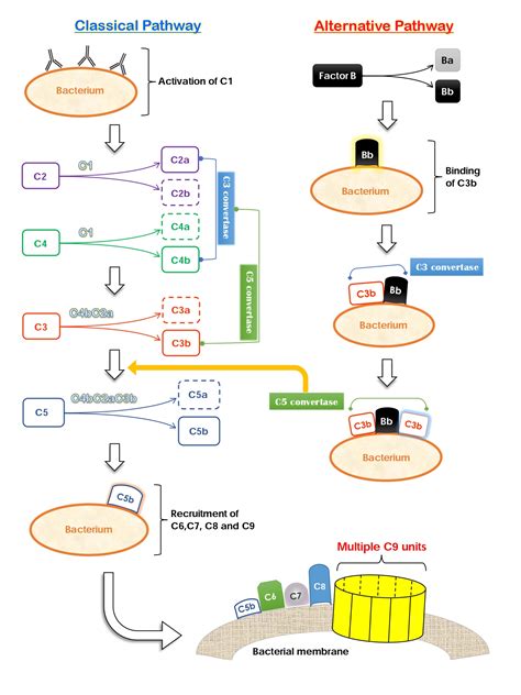 Moraxella catarrhalis | Mechanisms of Pathogenicity