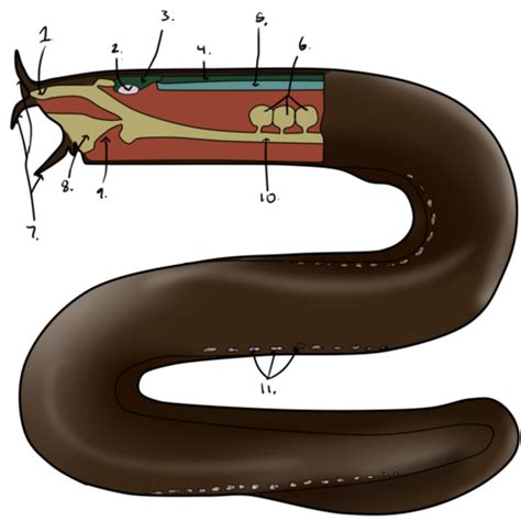 Hagfish Anatomy