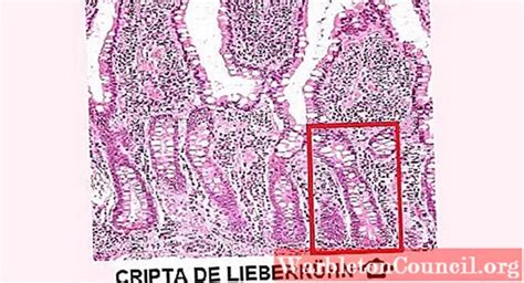 Criptas de Lieberkühn: histologia, localização, função - Ciência - 2024