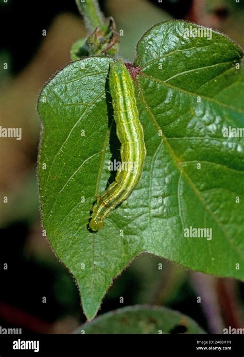 Cabbage looper ni moth trichoplusia hi-res stock photography and images - Alamy