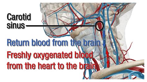 Carotid Sinus Reflex Carotid Sinus Syndrome Hypersensitivity | My XXX Hot Girl