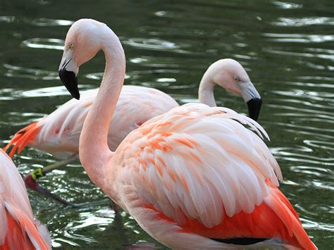 Chilean Flamingo| Alexandria Zoo