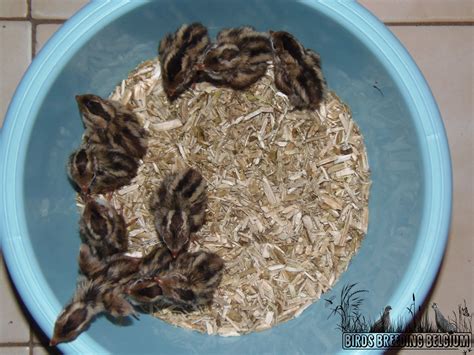 California valley quail chicks (Callipepla californica), born on 2019 ...