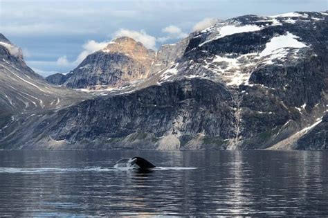 Nuuk Fjord Discovery| Nuuk | Guide to Greenland