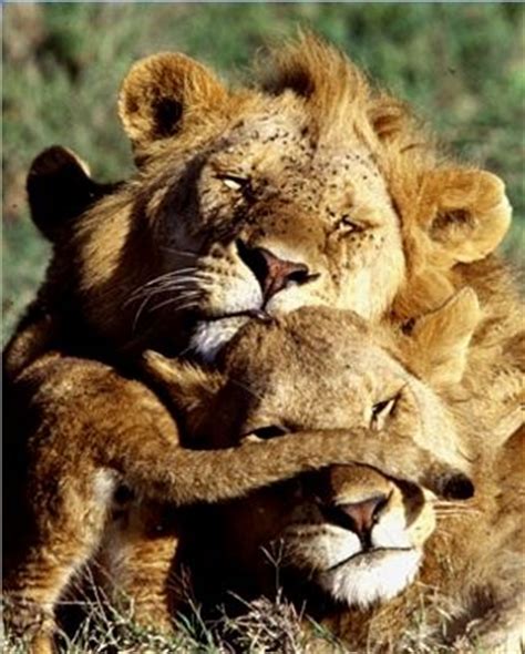 75 best images about King and Queen - lion love on Pinterest | Lion art, Jungles and The lion