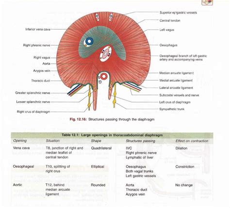 Diaphragm opening | Anatomy images, Anatomy, Thoracic duct