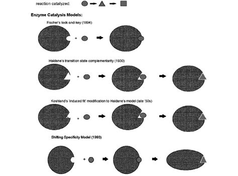 Schematic Representations of Models for Enzyme Catalysis. The schematic... | Download Scientific ...