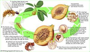 Fig wasp | insect | Britannica.com