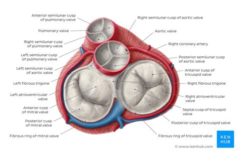 Gross Anatomy Of Heart