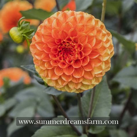 Dahlia - Orange Symphony — Dahlia | SummerDreamsFarm