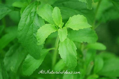 Nutramedix Stevia Lyme Disease Treatment: Effective? | All Natural Ideas