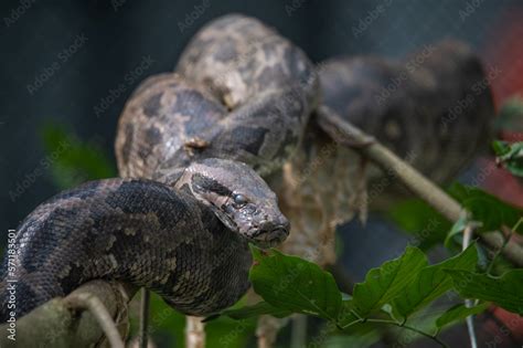 Indian python (Python molurus) coils itself in the branches of a tree ...