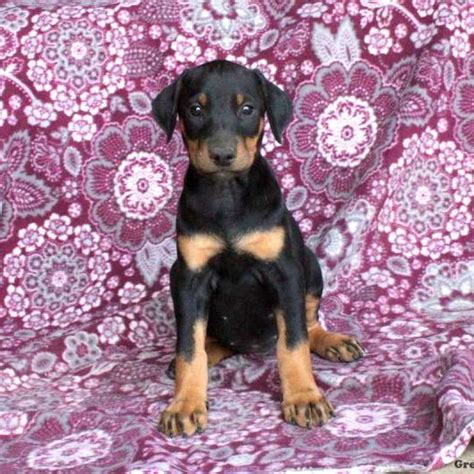 Doberman Mix Puppies For Sale | Greenfield Puppies