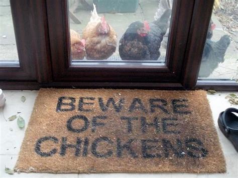 Unless You're...Chicken - Animal Comedy - Animal Comedy, funny animals, animal gifs