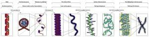 Euchromatin - Definition, Function, Structure & Quiz | Biology Dictionary