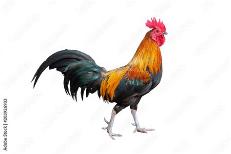 Rooster chicken standing isolate on white background Stock Photo ...