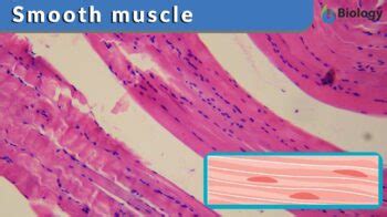 Smooth muscle Definition and Examples - Biology Online Dictionary