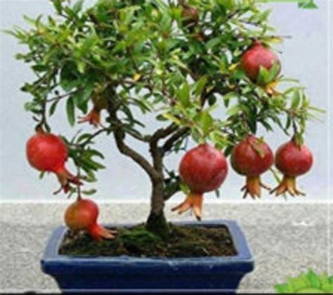 Pomegranate Tree Bonsai