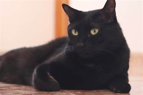 Do Black Cats Overheat? 4 Important Topics Discussed - My Mini Panther