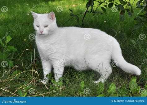 White Angora Cat on the Grass Stock Image - Image of darling, orphan: 43480071