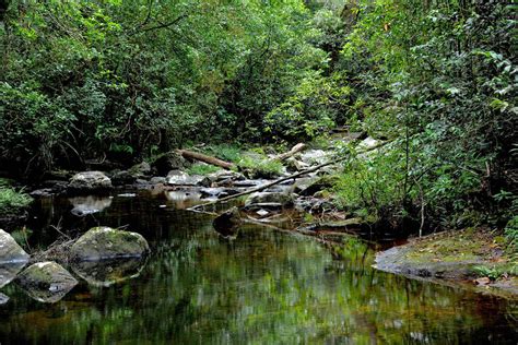 Safari Sri Lanka: Sinharaja Rain Forest - World Heritage Site in Sri Lanka.