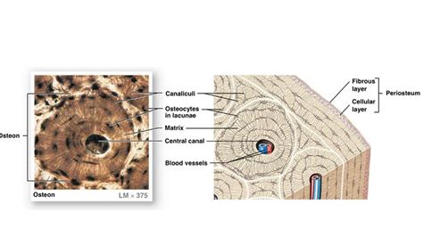 Histology Of Compact Bone Diagram / Module 6.2 Microscopic Structure of Bone Tissue ... - In ...