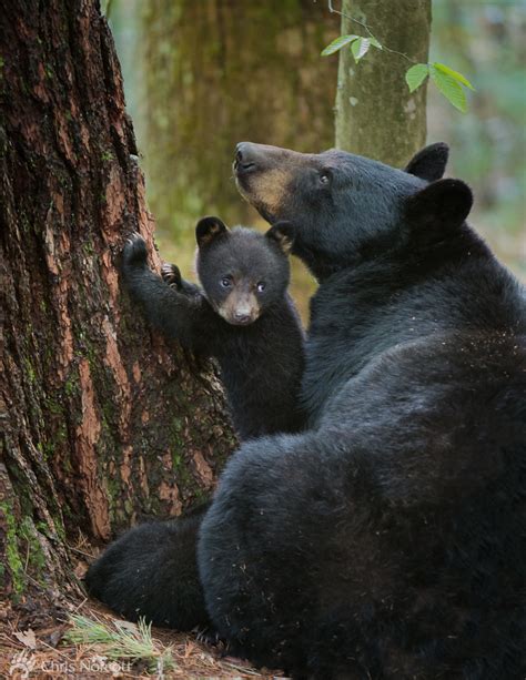 Black bear cub with mother. by chris norcott / 500px