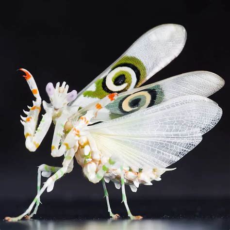 Spiny Flower Mantis: Care, Facts & Info (With Pictures) | ThePetFAQ