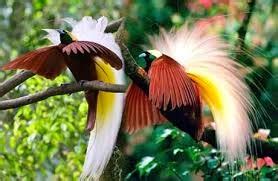 Cendrawasih a Birds of Paradise from Papua | Indonesian Islands Culture Tourism