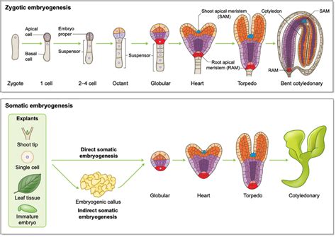 Schematic overview of plant embryogenesis. Top panel: Arabidopsis... | Download Scientific Diagram