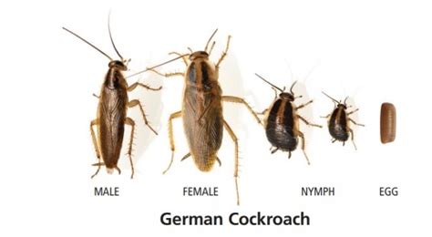 Why is the German cockroach named the German cockroach?