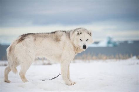 Greenland Dog Breed Information and Pictures - PetGuide | PetGuide